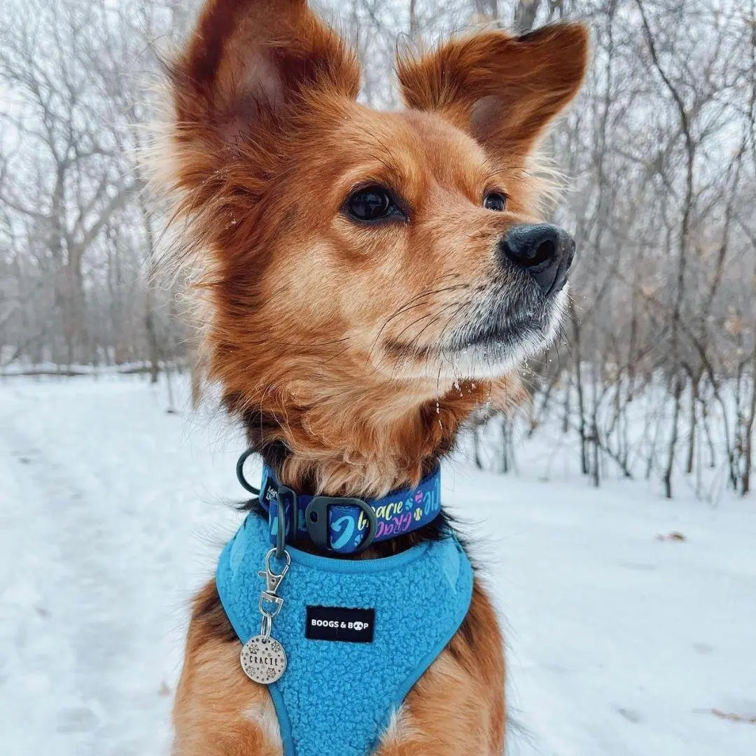 Electric Blue Adjustable Teddy Fabric Dog Harness - Perfect Comfort & Style for Your Pup!