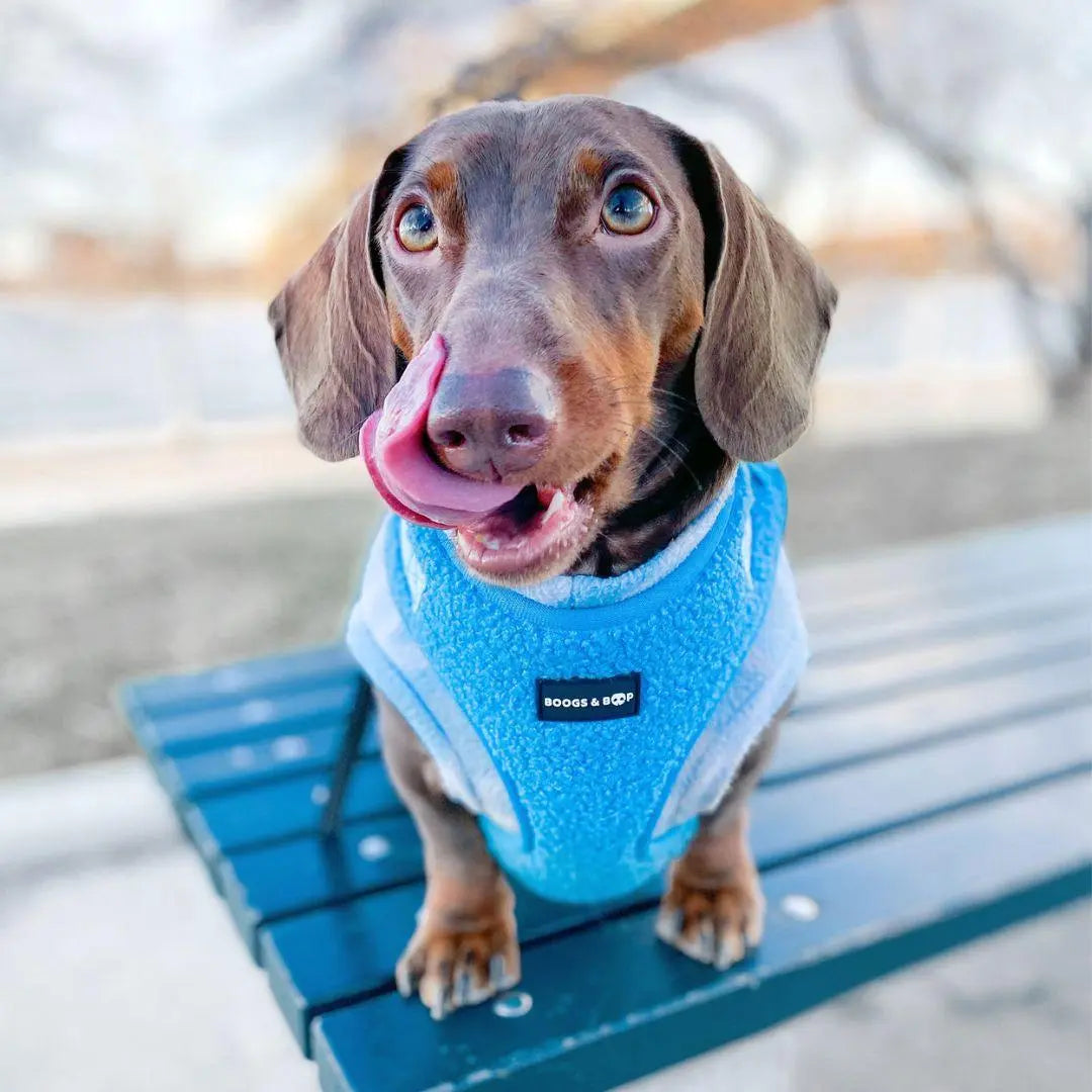 Electric Blue Adjustable Teddy Fabric Dog Harness - Perfect Comfort & Style for Your Pup!